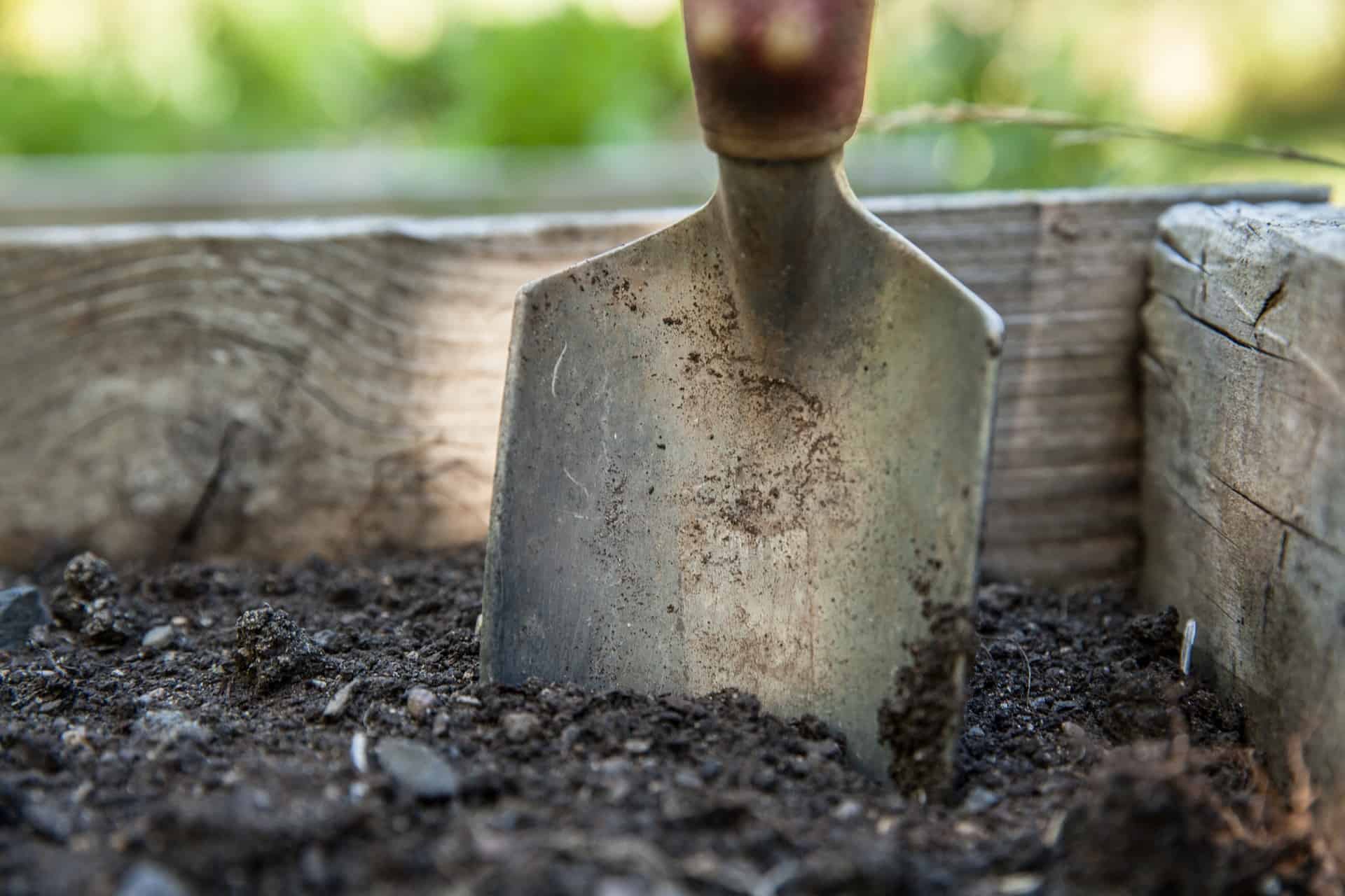 A garden shovel for digging tomato plants.