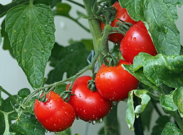 Bone meal for deals tomatoes