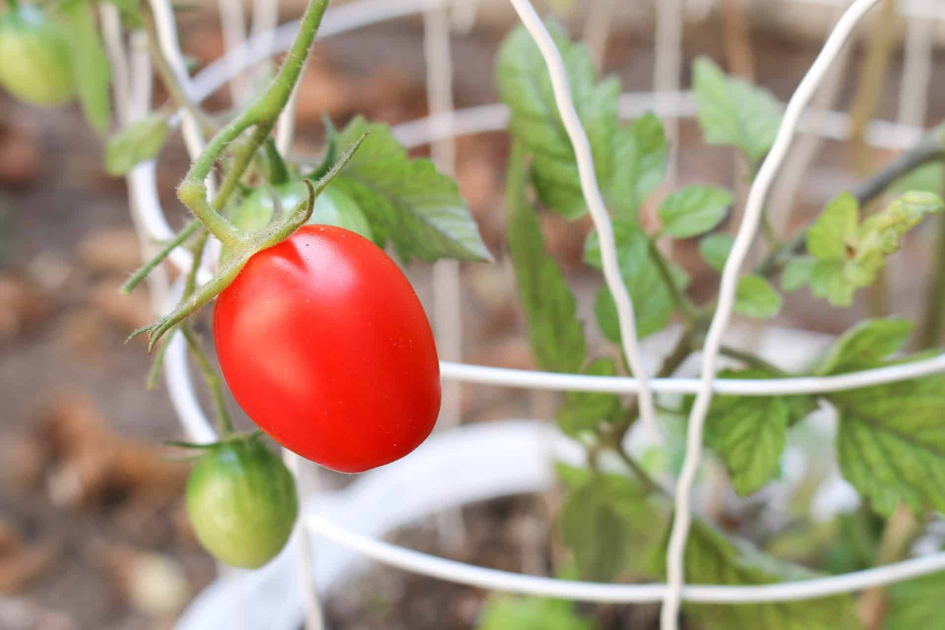 A tomato support holding a tomato plant.