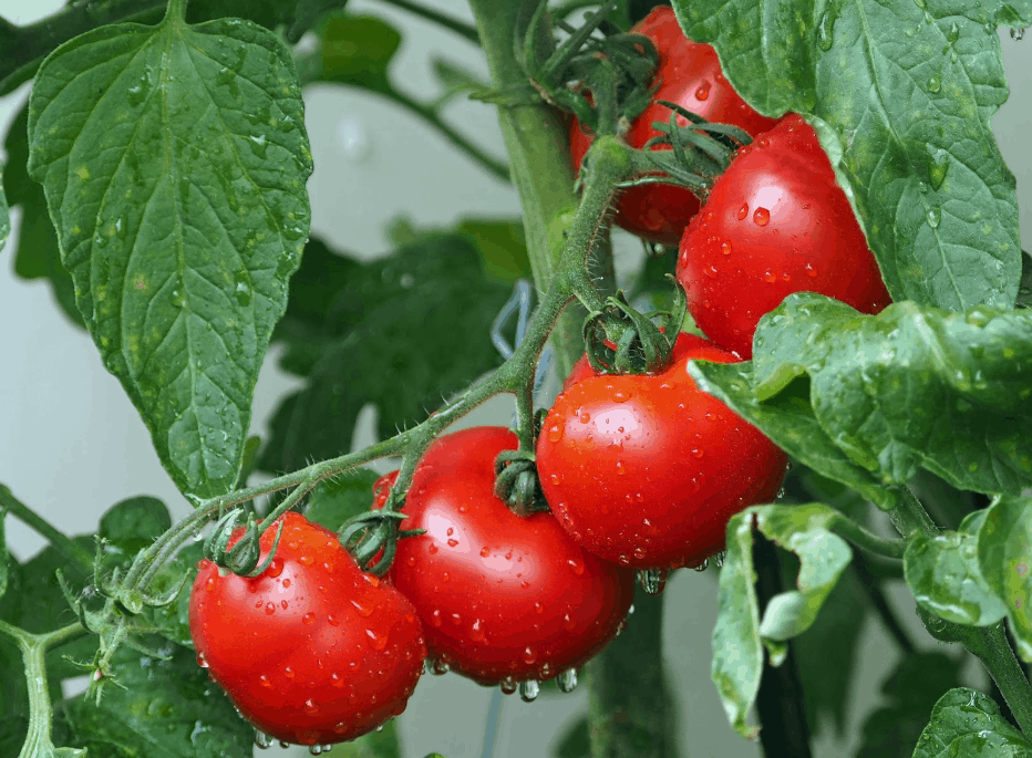 Are Coffee Grounds Good for Tomato Plants? — Meadowlark Journal