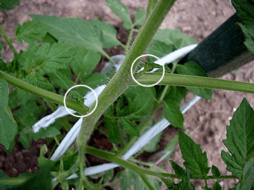 Growing Tomatoes How To Prune Tomato Plants Dr Jimz Blog