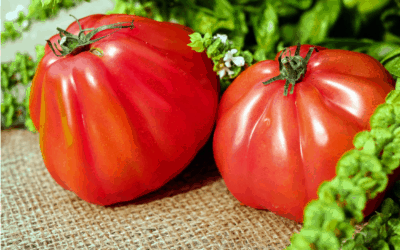 Tomato Fertilizer: What Nutrients Will Grow Bigger Tomatoes?