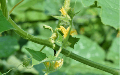 Tomato Fertilizer: Effects of Phosphorus on Tomatoes