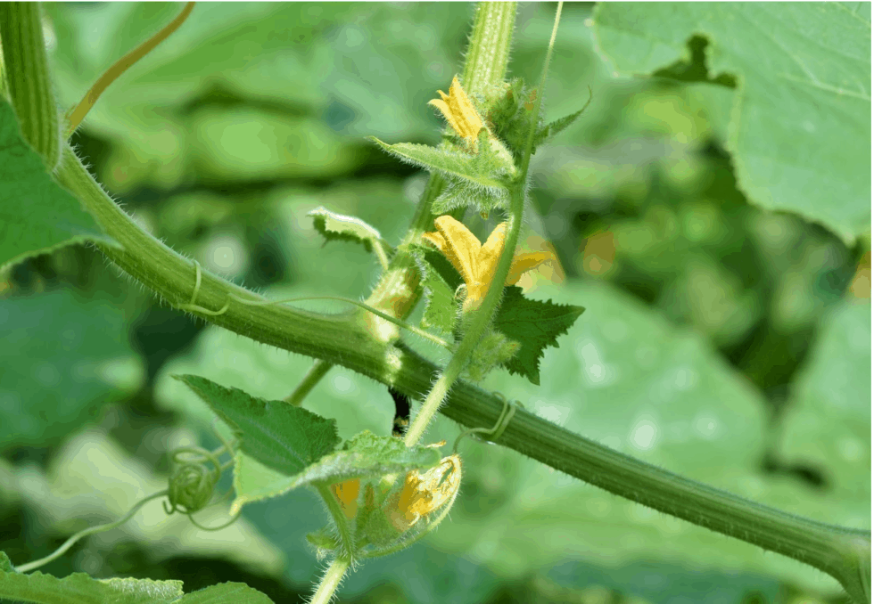 Tomato Fertilizer Effects of Phosphorus on Tomatoes Dr
