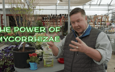 What Is Mycorrhizae And How Is It Used?