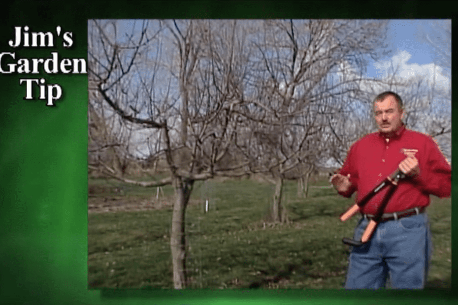 How to take care of fruit trees in early spring