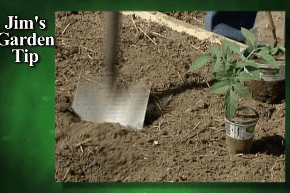 How To Plant a Tomato