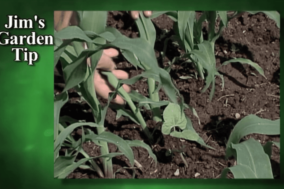 Gardening Tips 20 – Early Summer Maintenance: Thinning, Pruning, Early Harvest