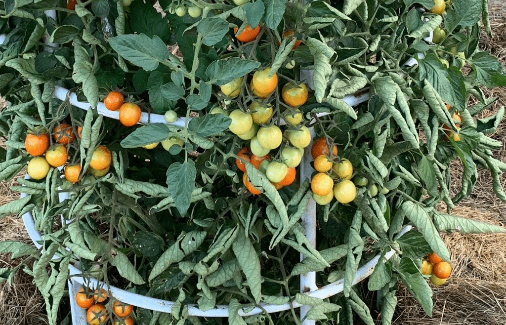 Tips For Speeding Up Your Tomato Harvest Time Dr. JimZ Dr JimZ Blog