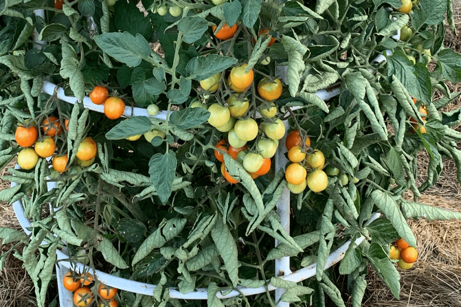 Tomato Plant Picture