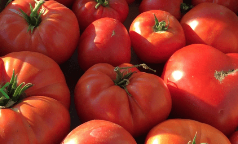 Florida Tomatoes