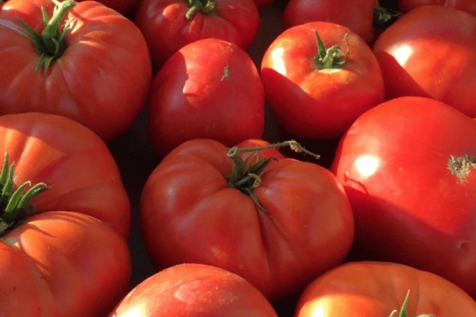 Florida Tomatoes