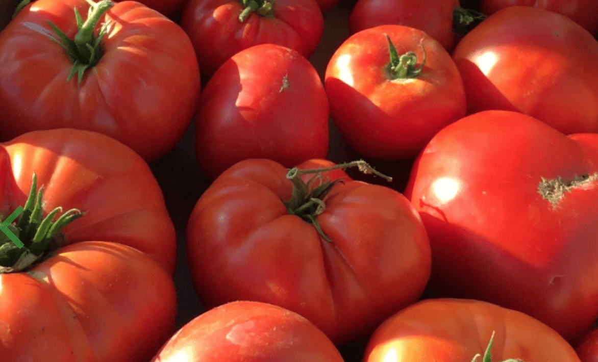 When And How To Grow Tomatoes In Florida | Dr. JimZ - Dr JimZ Blog