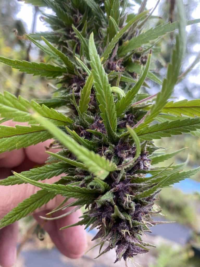 How To Grow Cannabis [Ultimate Guide] - Dr JimZ Blog