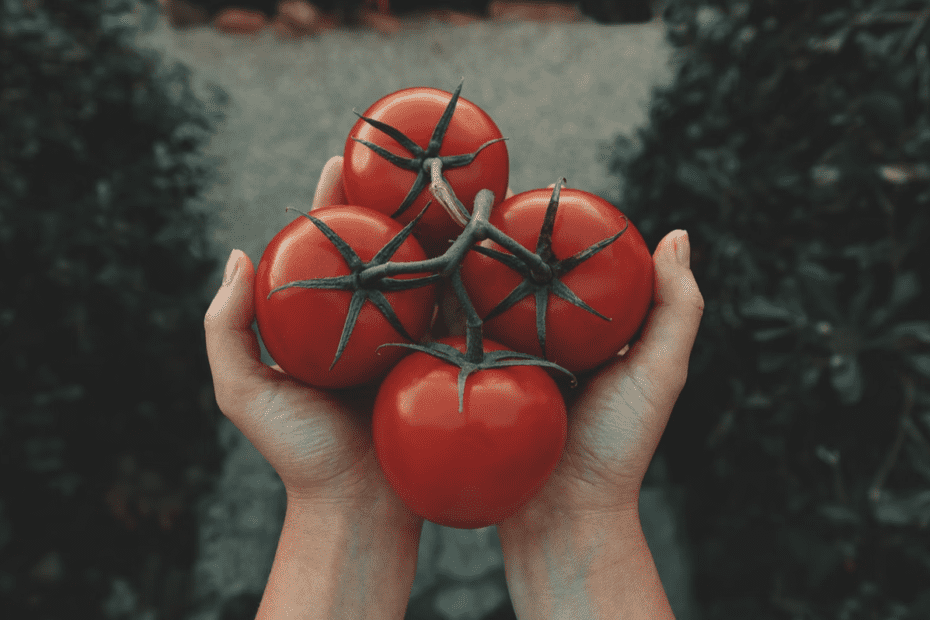 Growing San Marzano tomatoes