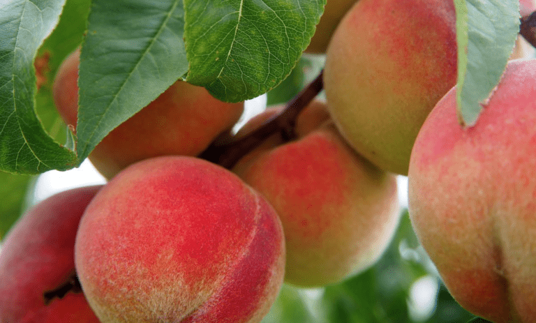picture of multi fruit tree
