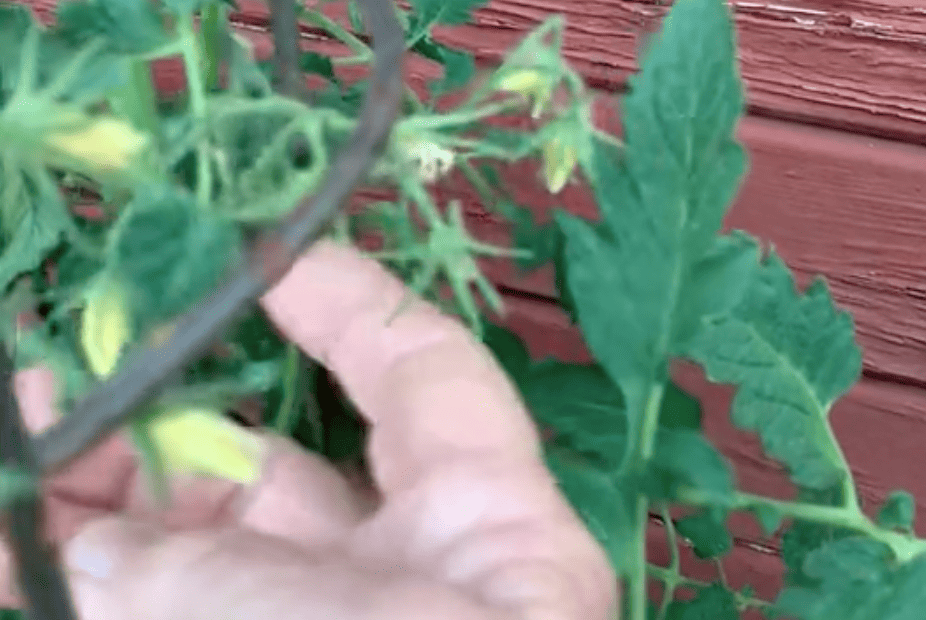 How to pollinate a tomato plant